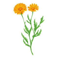 Fototapeta premium A Calendula flower with dewdrops on its petals, giving it a fresh morning garden feel. Transparent background