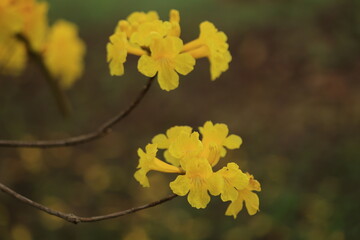 Tabebuia chrysantha or Handroanthus chrysanthus 
was declared the National Tree of Venezuela due to its status as an emblematic native species of extraordinary
beauty.