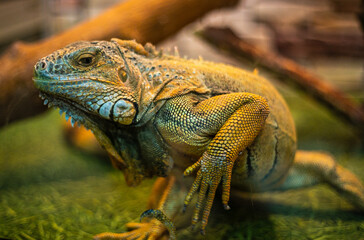Common Iguana