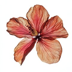 Fototapeta premium Pressed a Hibiscus hibiscus flower petals.
