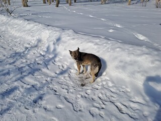 dog in snow