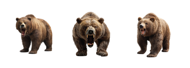 Three brown bears standing fiercely with mouths open and majestic strong fury expressions