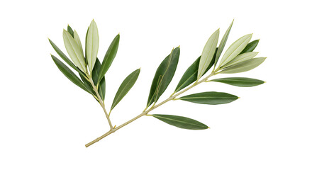 A long and leafy olive branch detailing the natural look, isolated on a transparent, white background, png
