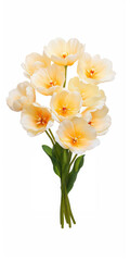 Obraz premium Elegant Cream Tulip Bouquet