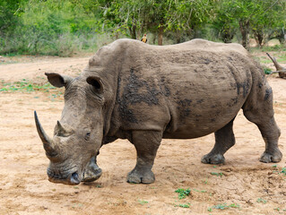 Herd of African black rhinoceros in Hlane National Park, or Royal Hlane National Park, is located...