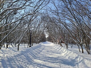 Obraz premium winter landscape with trees