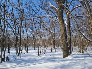 trees in winter