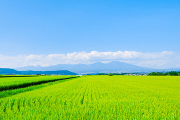 Obraz premium 田園風景