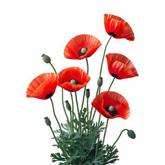 Obraz premium Group of Red Poppy Flowers with Petals in Bloom Isolated on Transparent Background