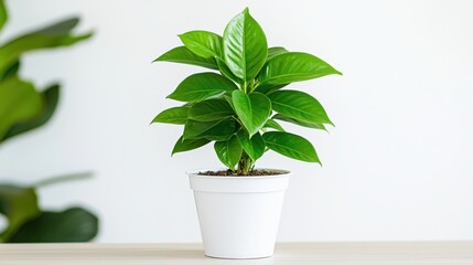 Fototapeta premium Lush Green Plant in White Pot, Indoor Plant