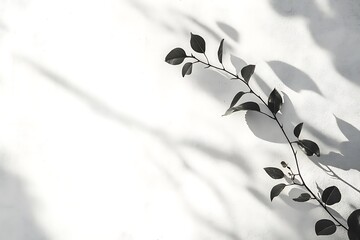 Branch with leaves casting shadows on white wall.