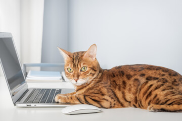 Bengal cat working at the computer.