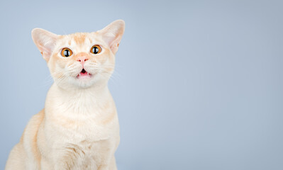 Shocked domestic cat, cat scared or surprised.