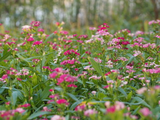 Obraz premium pink cosmos flowers