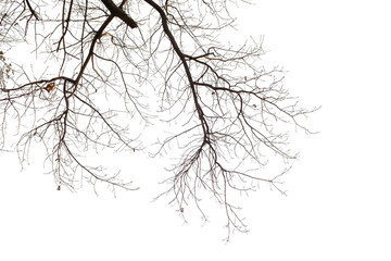Natural large branch of old oak tree on transparent background