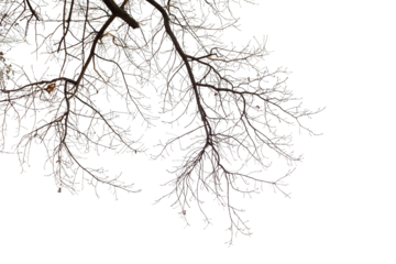 Natural large branch of old oak tree on transparent background