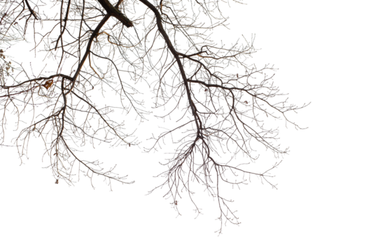 Natural large branch of old oak tree on transparent background