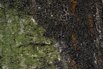 Bark texture, moss texture, bark texture，nature, bark cracks