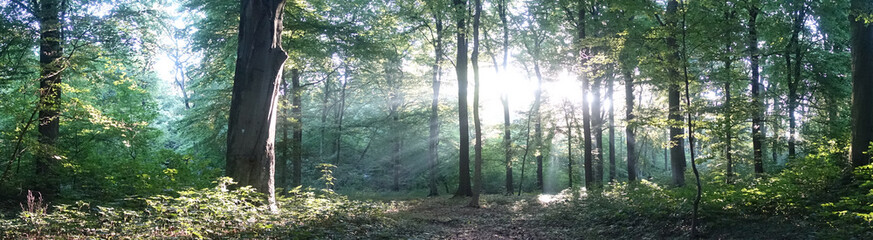 Wald, Panorama, Bäume, Sonnen, Waldbaden, wald, baum, natur, landschaft, green, holz, sonnenlicht, blatt, morgen