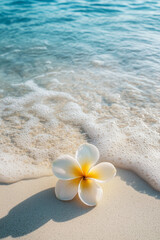 Fototapeta premium White plumeria flower lying on sandy beach on white sand against tropical exotic seascape view clear water background. Summer holiday background.
