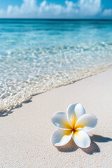 Fototapeta premium White plumeria flower lying on sandy beach on white sand against tropical exotic seascape view clear water background. Summer holiday background.