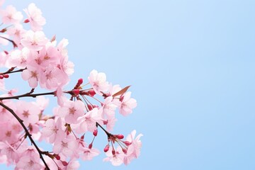 Cherry blossoms backgrounds outdoors flower.