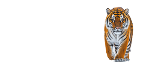 Tiger walking isolated on white background, majestic wild animal, nature photography, wildlife conservation, fierce predator, natural habitat behavior.