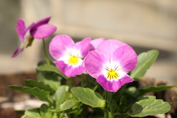 Obraz premium pink and white flowers