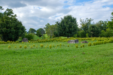 Obraz premium 馬見丘陵公園の緑豊かな風景