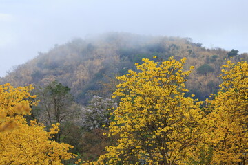 Obraz premium Tabebuia chrysantha or Handroanthus chrysanthus was declared the National Tree of Venezuela due to its status as an emblematic native species of extraordinary beauty.