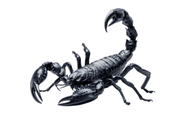 Stunning close up of a black scorpion with detailed claws and curved tail