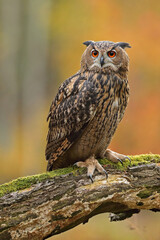 Puchacz (Bubo bubo), eagle owl