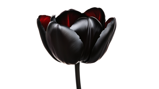 Hyper-Realistic Tulip with Glossy Black Petals and Glowing Red Edges, Surrounded by Metallic Leaves, Displayed Sharply on a Transparent Background, Generated AI
