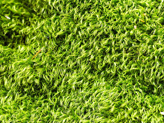 Zbliżenie na kępę mchu widłozęba miotlastego. Intensywna zieleń drobnych listków, gęste długie liście. Makrofotografia o dużej głębi ostrości. © Nostromo Trykowski