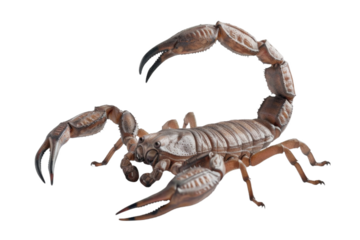 Magnificent scorpion posing with extended tail and detailed texture in closeup view