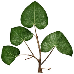 Naklejka premium green leaf isolated on white background