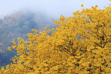 Fototapeta premium Tabebuia chrysantha or Handroanthus chrysanthus was declared the National Tree of Venezuela due to its status as an emblematic native species of extraordinary beauty.