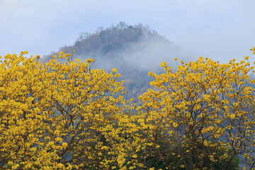 Tabebuia chrysantha or Handroanthus chrysanthus 
was declared the National Tree of Venezuela due to...