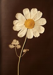 Obraz premium Real pressed a single minimal Feverfew flower petal daisy.