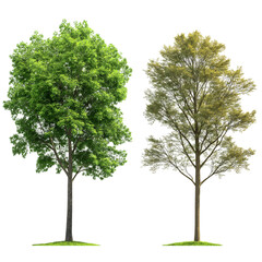Obraz premium Three different types of trees, photorealistic, transparent background png