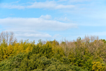 冬の森林と青空の風景