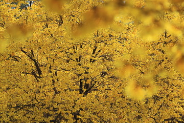 Tabebuia chrysantha or Handroanthus chrysanthus 
was declared the National Tree of Venezuela due to its status as an emblematic native species of extraordinary
beauty.