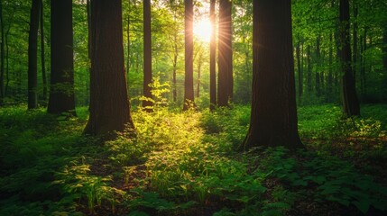Obraz premium sunlit forest path in lush green woods