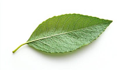 Single Green Leaf on White Background