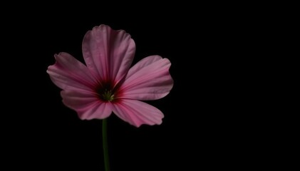 Single gypsophila flower stem in stark contrast to black background, isolated, flowers, black