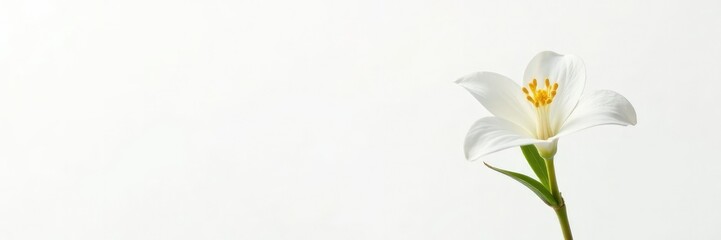 Fototapeta premium Single jasmine stem against a bright white background, bloom, stem