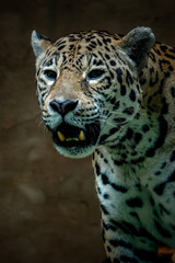 Portrait of the Jaguar watching the prey