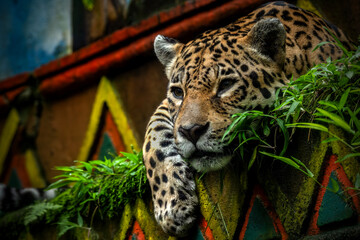 Portrait of the Jaguar watching the prey