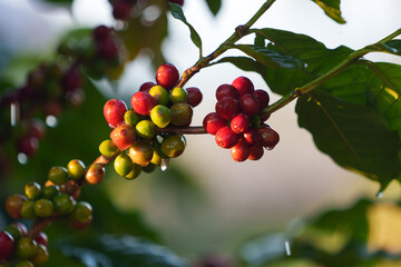 Coffee beans borne on trees in farms and gardens, raw coffee beans in the growing season and drops of water in the morning..