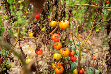 Red tomatoes are on the green background. vegetable plant fruit. Organic farming